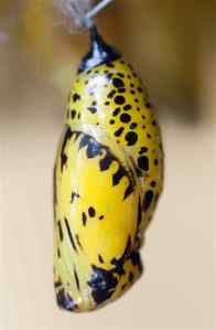 butterfly-cocoon-6